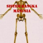 Sistem Rangka Manusia