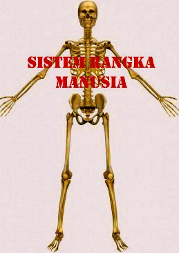 Sistem Rangka Manusia 1 Sistem Rangka Manusia