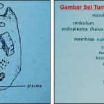 gambar sel cmprs