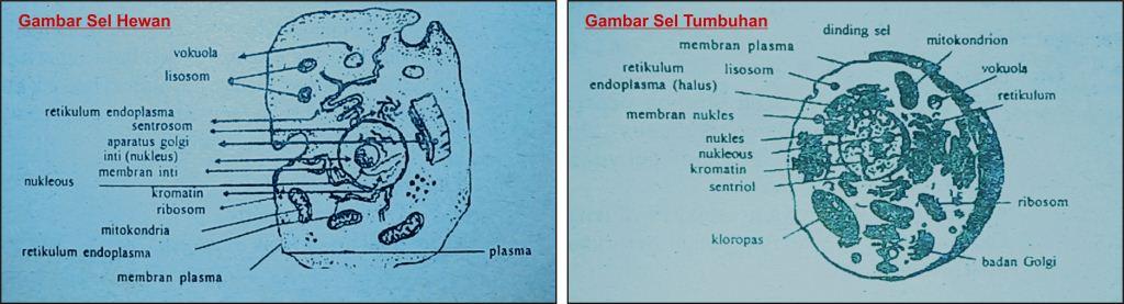 gambar sel cmprs