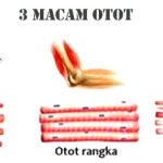 otot