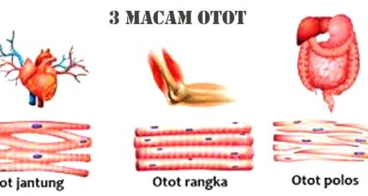 otot