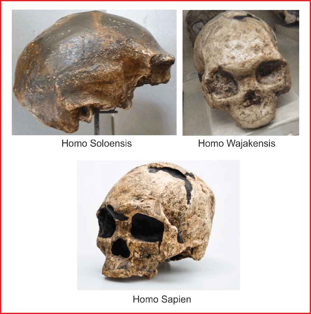 gambar manusia purba homo wajakensis