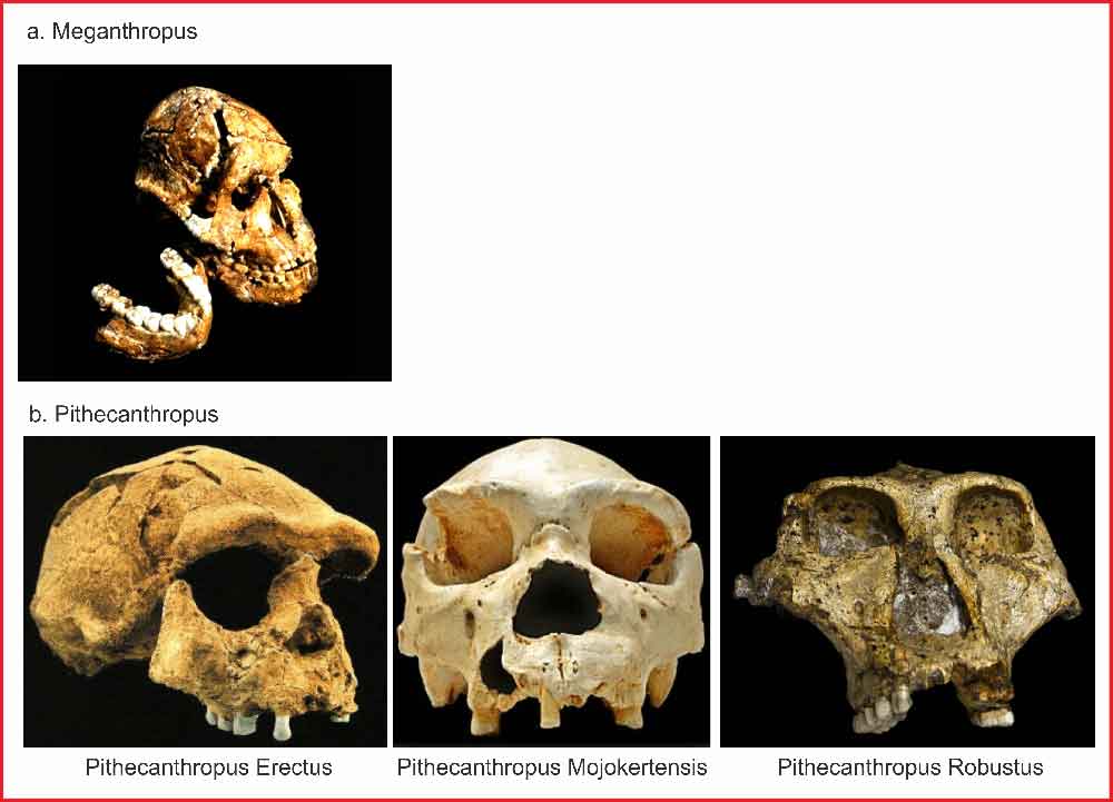 gambar pithecanthropus mojokertensis