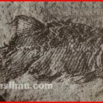 Fosil dari jenis ikan