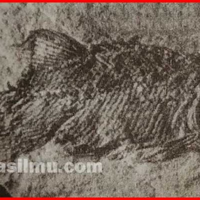 Fosil dari jenis ikan